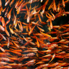 Small red carp in the lake water