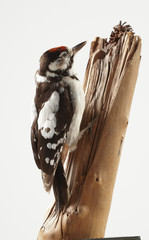 stuffed bird on a stick