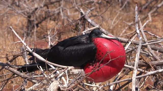 Frigatebird on Galapagos islands. Magnificent Frigate-bird on North Seymour Island, The Galapagos Islands. Male frigate bird with inflated red neck gular pouch (thoat sac) attracting females.