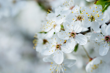Fototapeta premium Flowers of the cherry blossoms on a spring day