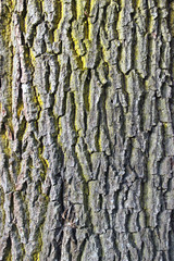 Ecorce d'arbre.