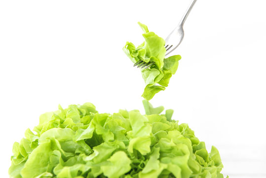 Fresh organic healthy green oak lettuce vegetable for salad