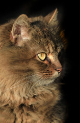 portrait of fluffy cat