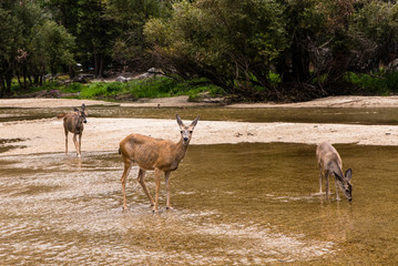 Hirsche im Yosemite Nationalpark