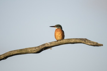 Kingfisher
