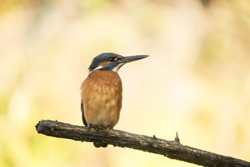 Kingfisher