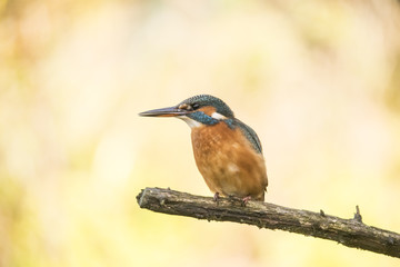 Kingfisher