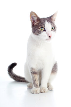 Domestic cat on isolated white background. Cat wanting food. Animal mammal pet. Beautiful grey white cat young kitten on isolated white studio photo background. Cat with beautiful eyes. Cute