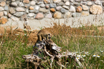 A family of meerkats got out of the hole early in the morning