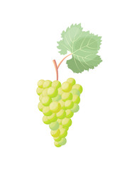 Branch of White Grape Vector Illustration on White