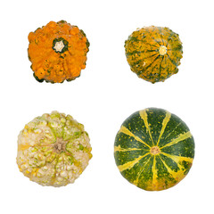 Vier kleine bunte Zierkürbisse von oben aufgenommen isoliert auf weißem Hintergrund