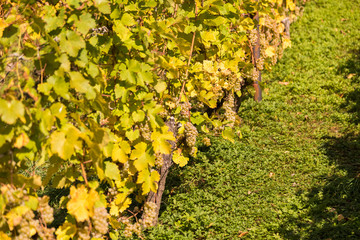 Weinbergshänge in Pillnitz bei Dresden mit Weinbergskirche