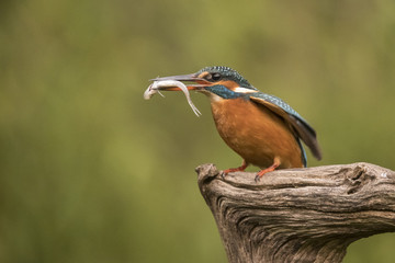 Kingfisher