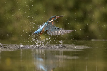 Kingfisher
