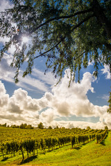 Vineyard sunrise bordeaux vineyard france aquitaine