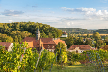 Fototapeta na wymiar Weinanbau in Diesbar-Seußlitz