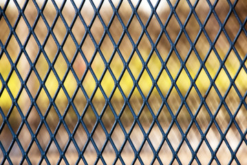 Fototapeta premium Background texture of the metal mesh fence