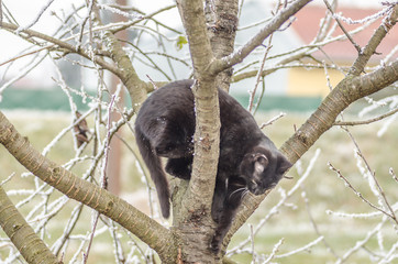 Black cat on the tree cherries in winter