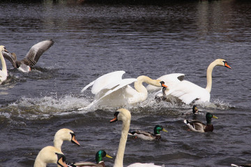 Höckerschwan, Cygnus olor, vertreibt Rivalen