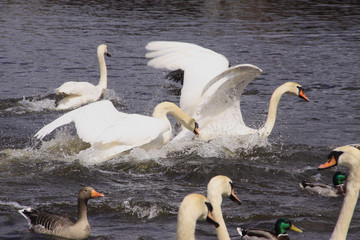 Höckerschwän, Cygnus olor,  vertreibt Rivalen