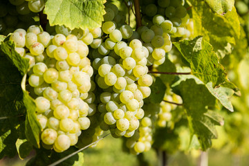 Weintrauben an der Rebe