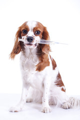 Dog vaccination. King charles spaniel with vaccination injection syringe tube. Trained pet photos....