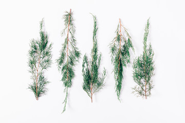 Sprigs of a coniferous tree