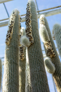 espostoa lanata cactus close up with white needle