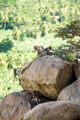 Young Macaque monkeys Climb on Giant Boulders Overlooking the Valley in Hampi, India