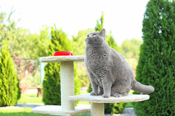 Funny overweight cat sitting on scratching post in garden
