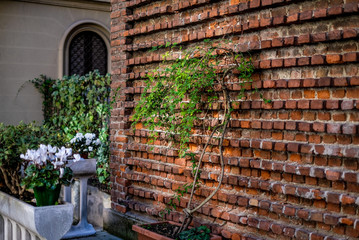 house wall and green plant