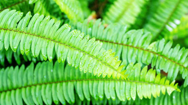 Green fern leaf in a garden.