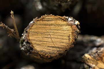 Wood log close up.
