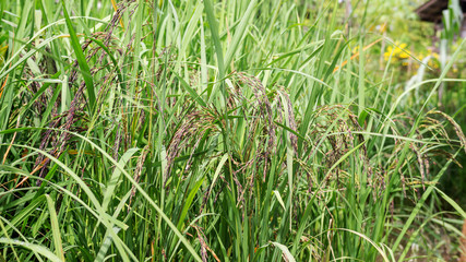Close up of an ear rice berry plant in Thailand.
