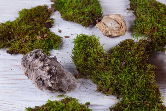 wood table and moss and stones on white background .