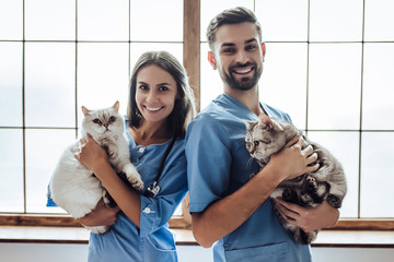 Doctor veterinarian at clinic