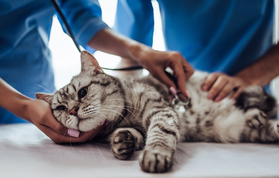 Doctor Veterinarian At Clinic