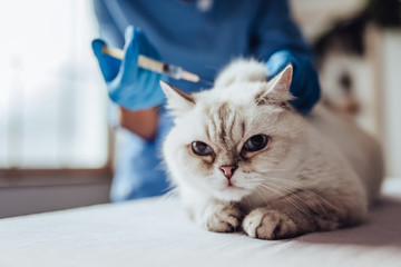 Doctor veterinarian at clinic