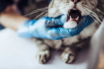 Doctor veterinarian at clinic