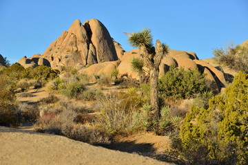 A Rocky Landscape at the Joshua tree national park.