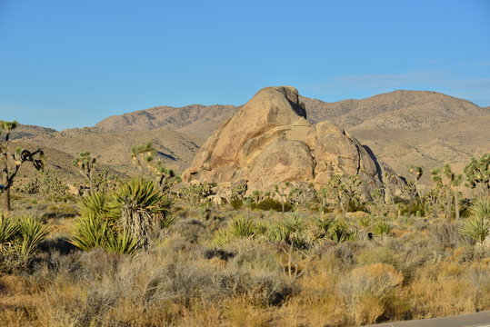 A Rocky Landscape at the Joshua tree national park.