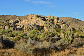 A Rocky Landscape at the Joshua tree national park.
