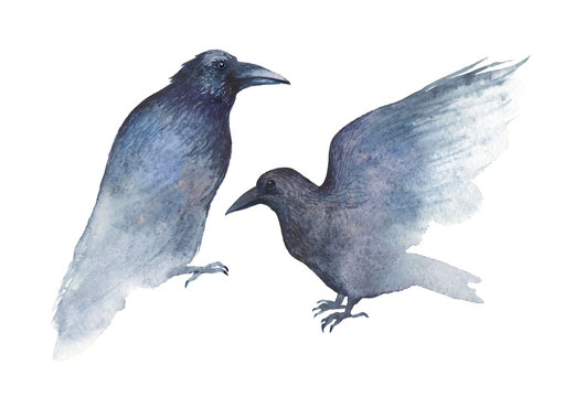 Two black ravens painted in watercolor. Isolated on white.
