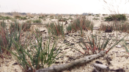 Pustynia Błędowska © Piotr