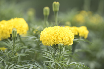 Marigold as background natural