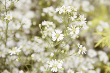 Flower nature as natural background