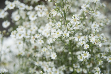 Flower nature as natural background