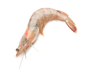 Fresh shrimp on white background