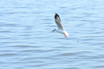 White gulls are flying in the blue sky.