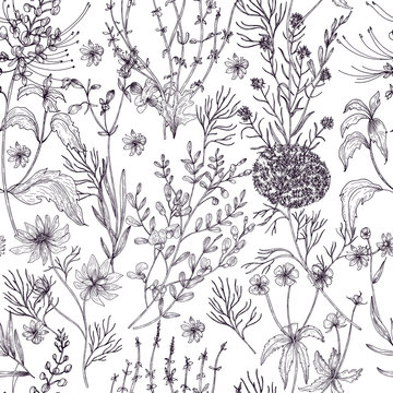 Antique floral seamless pattern with wild flowers, flowering herbs and herbaceous plants hand drawn in black and white colors with contour lines. Monochrome vector illustration in vintage style.